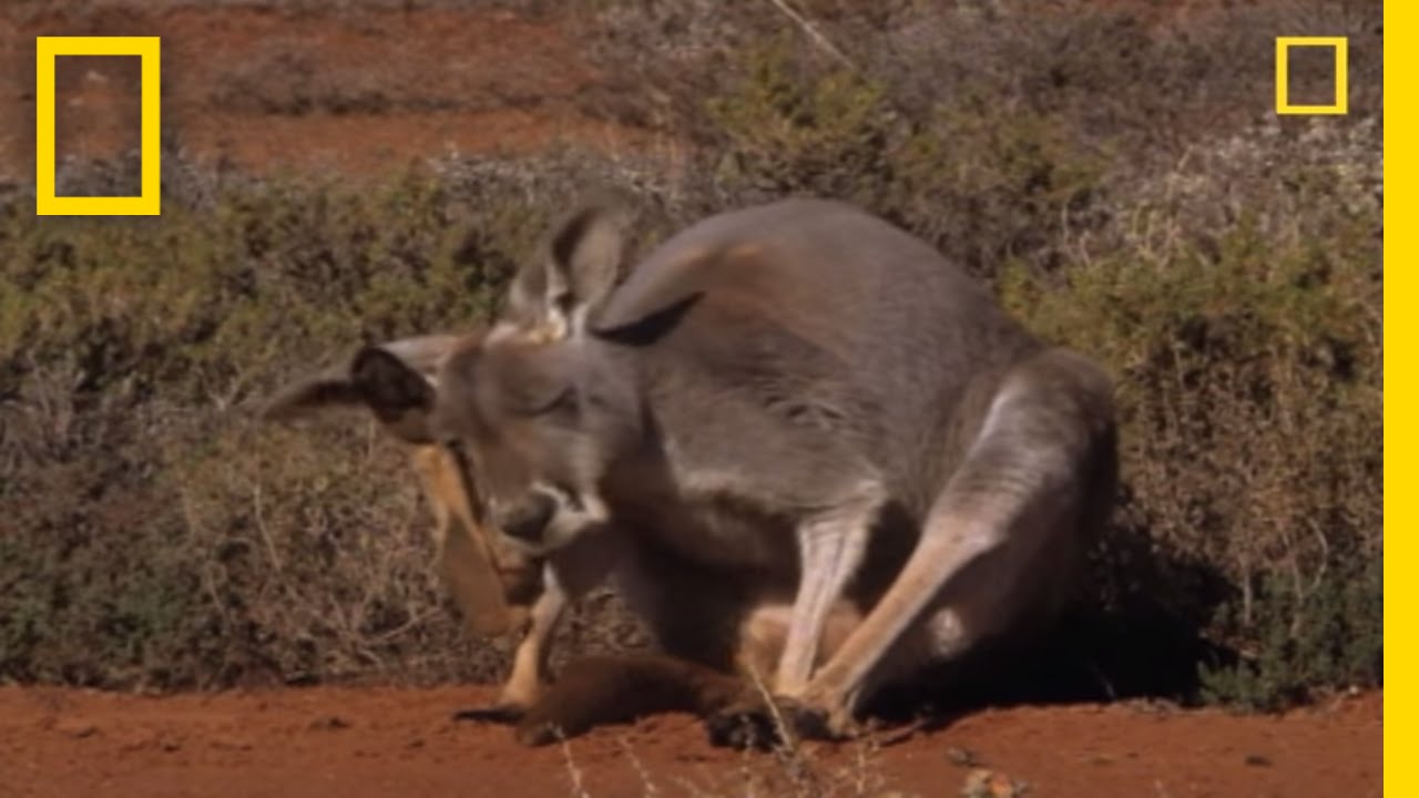 How do kangaroos give birth?
