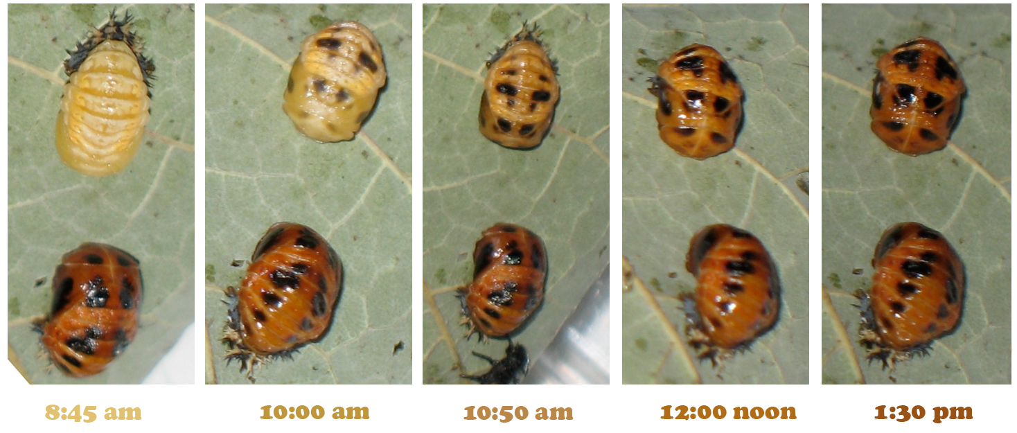How do ladybugs change colors?