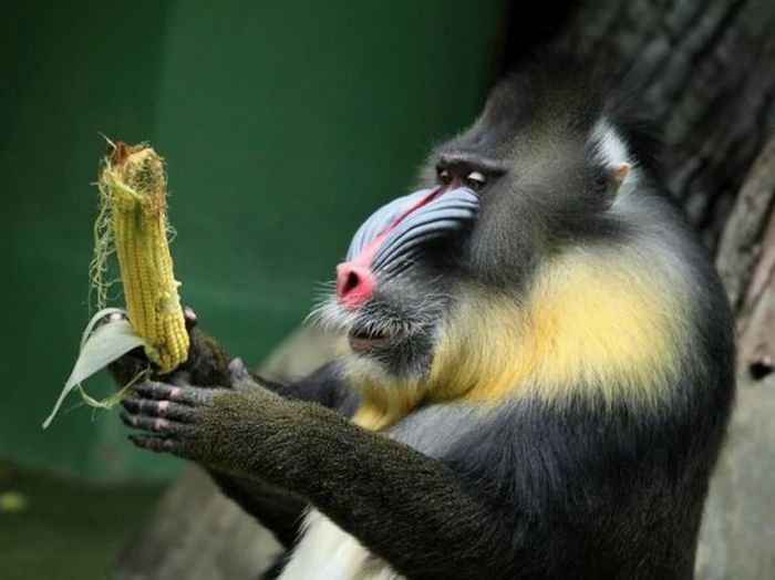 How do mandrill get their food?