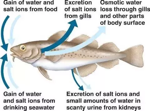 How do marine animals survive in saltwater?