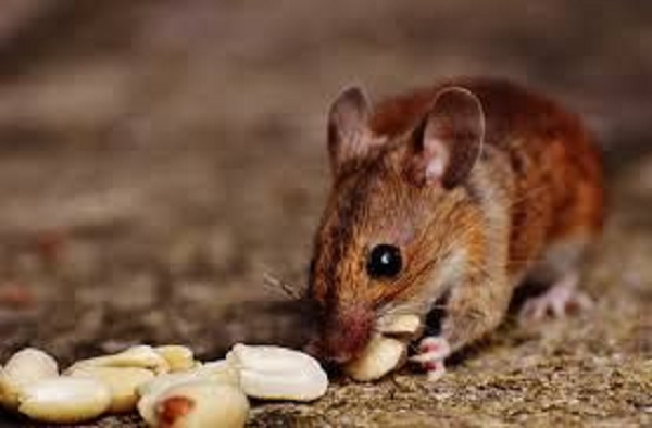 How do mice carry their food?