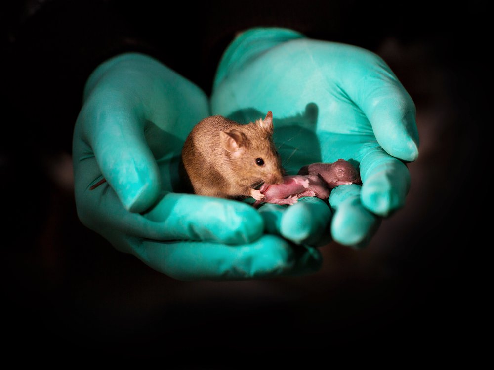 How do mice have babies without a father?