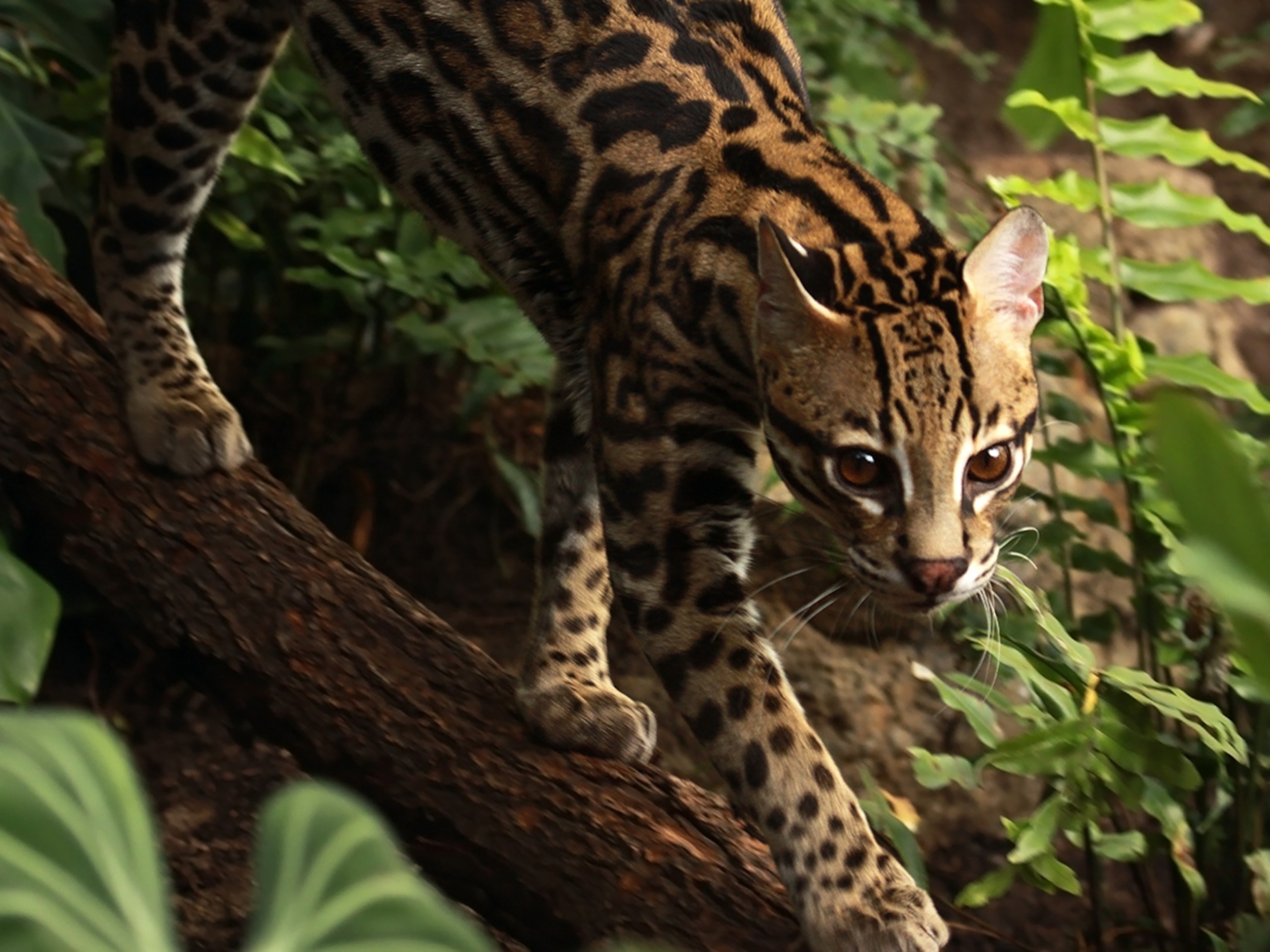 How do ocelots camouflage in the rainforest?