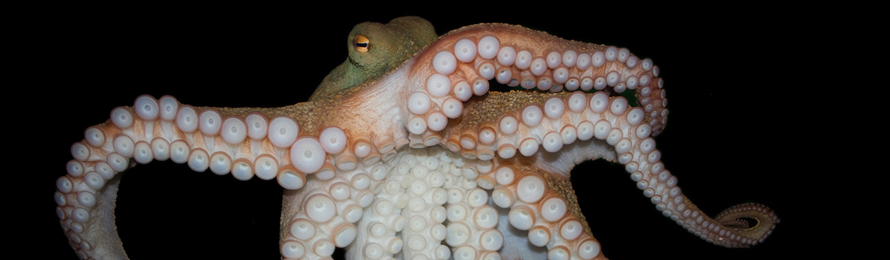 How do octopuses protect themselves from predators?