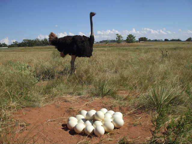 How do ostriches build their nests?