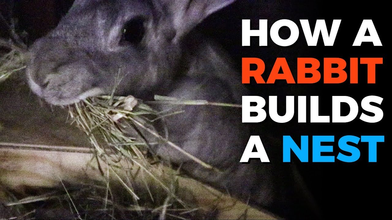 How do Rabbits build their nests?