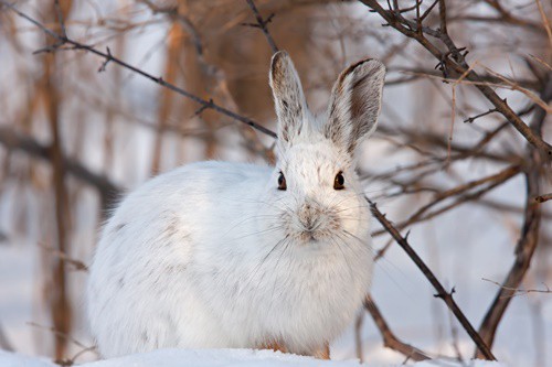 How do rabbits survive winter?