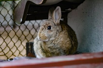 How do rabbits tell you when they're unhappy?