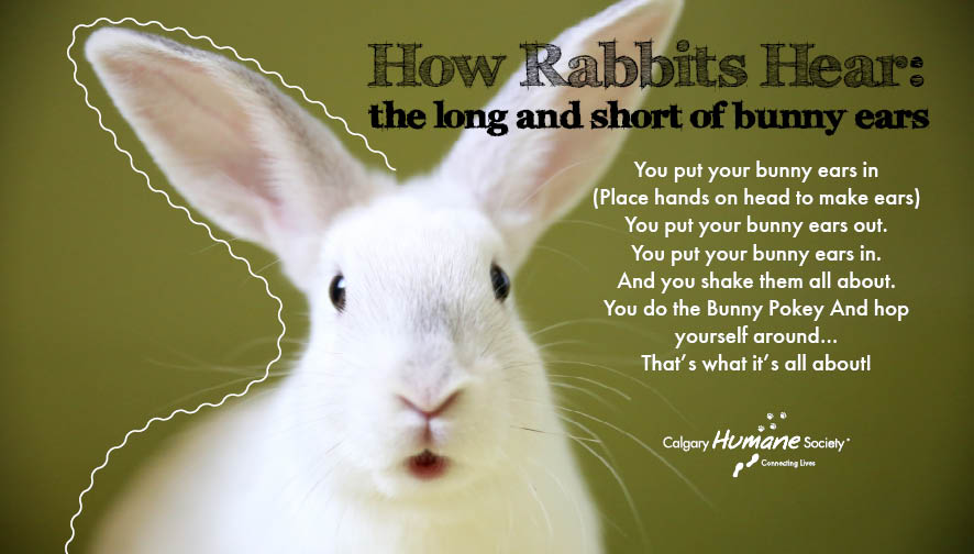 How do Rabbits use their ears?