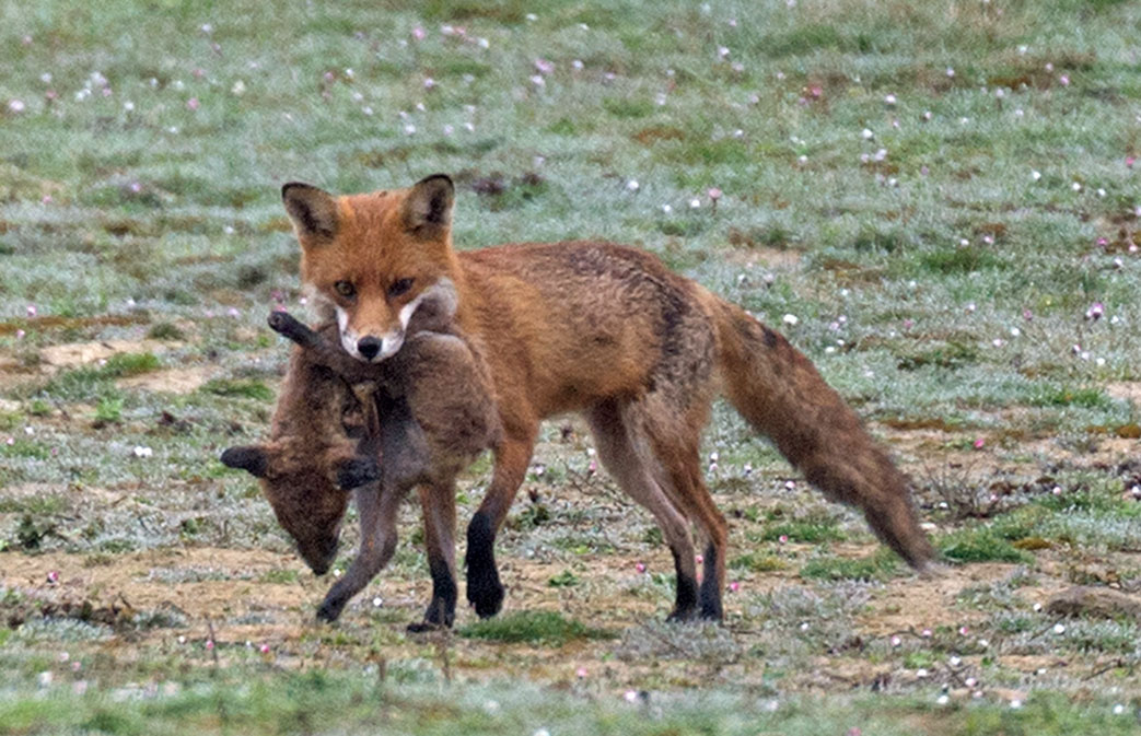 How do red foxes take care of their young?