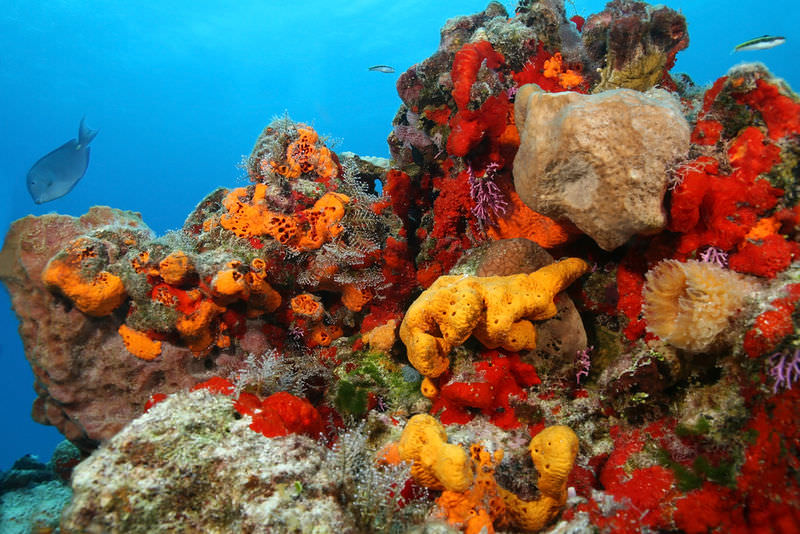 How do sea sponges communicate with each other?