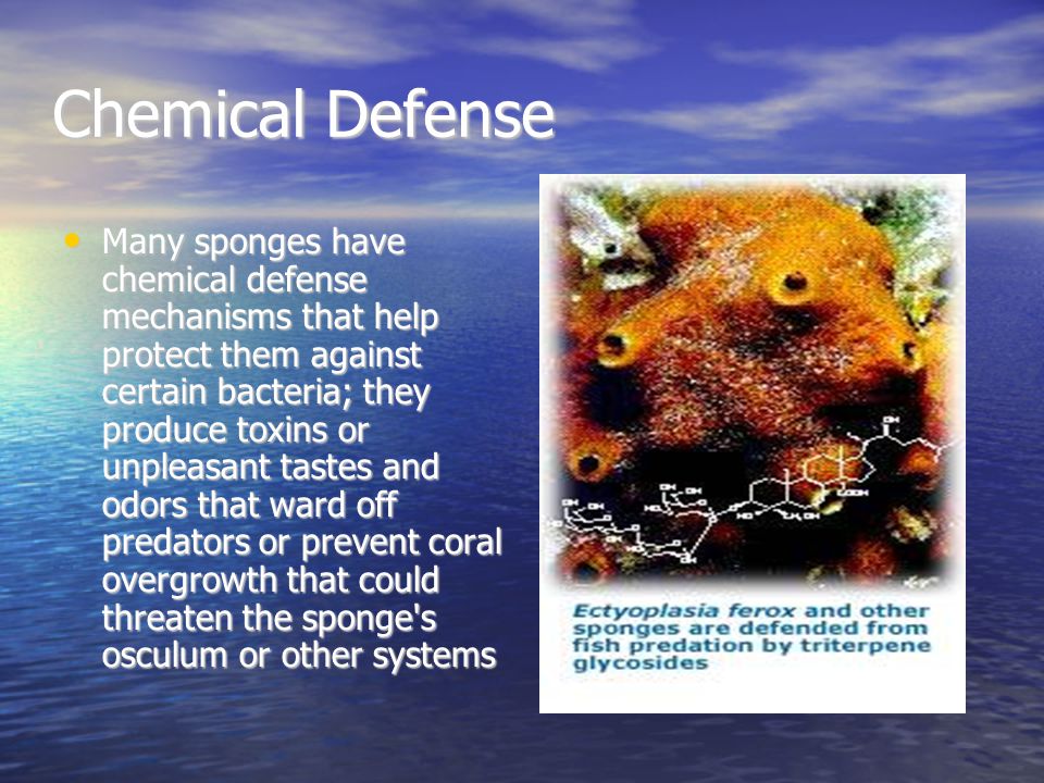How do sea sponges defend themselves?