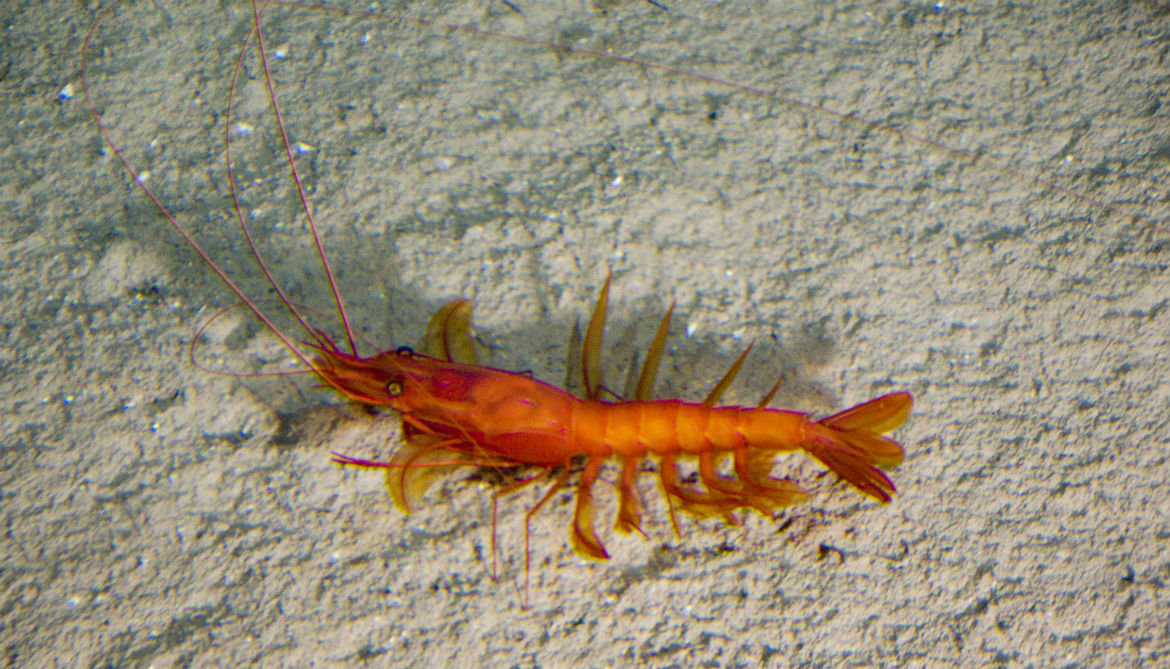 How do shrimp survive in water?