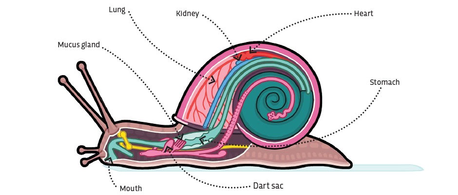 How do slugs and snails move?