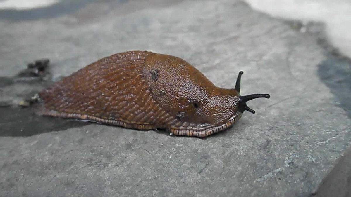 How do slugs breathe?