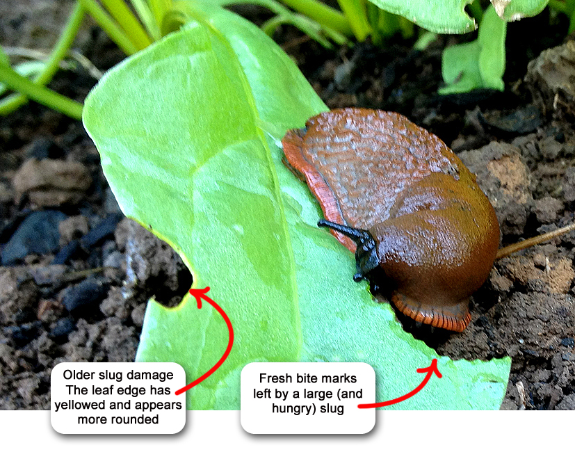 How do slugs eat plants?