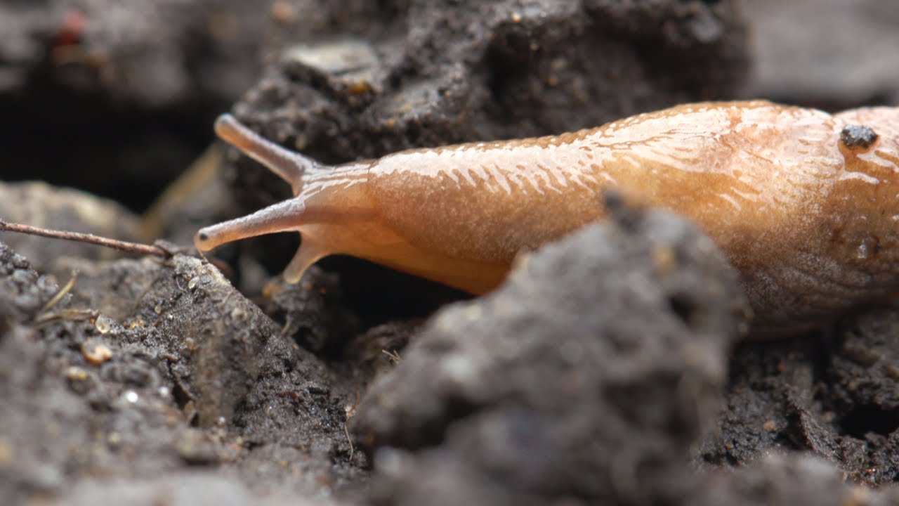 How do slugs eat their food?