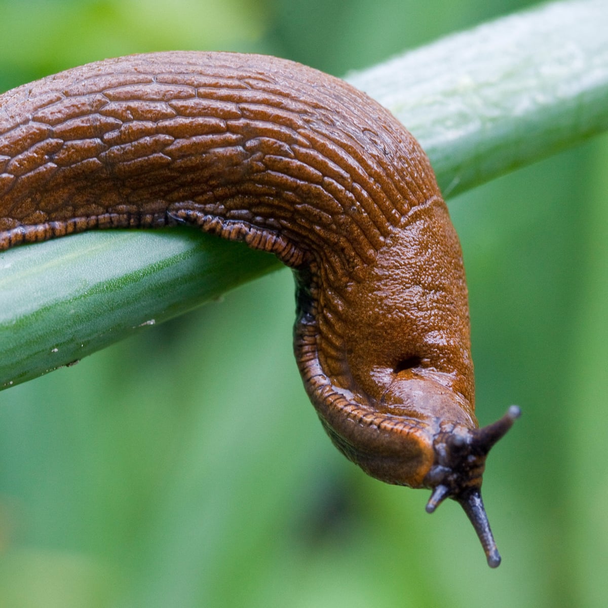 How do slugs help the environment?