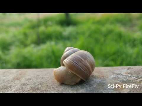 How do snails come out of their shells?