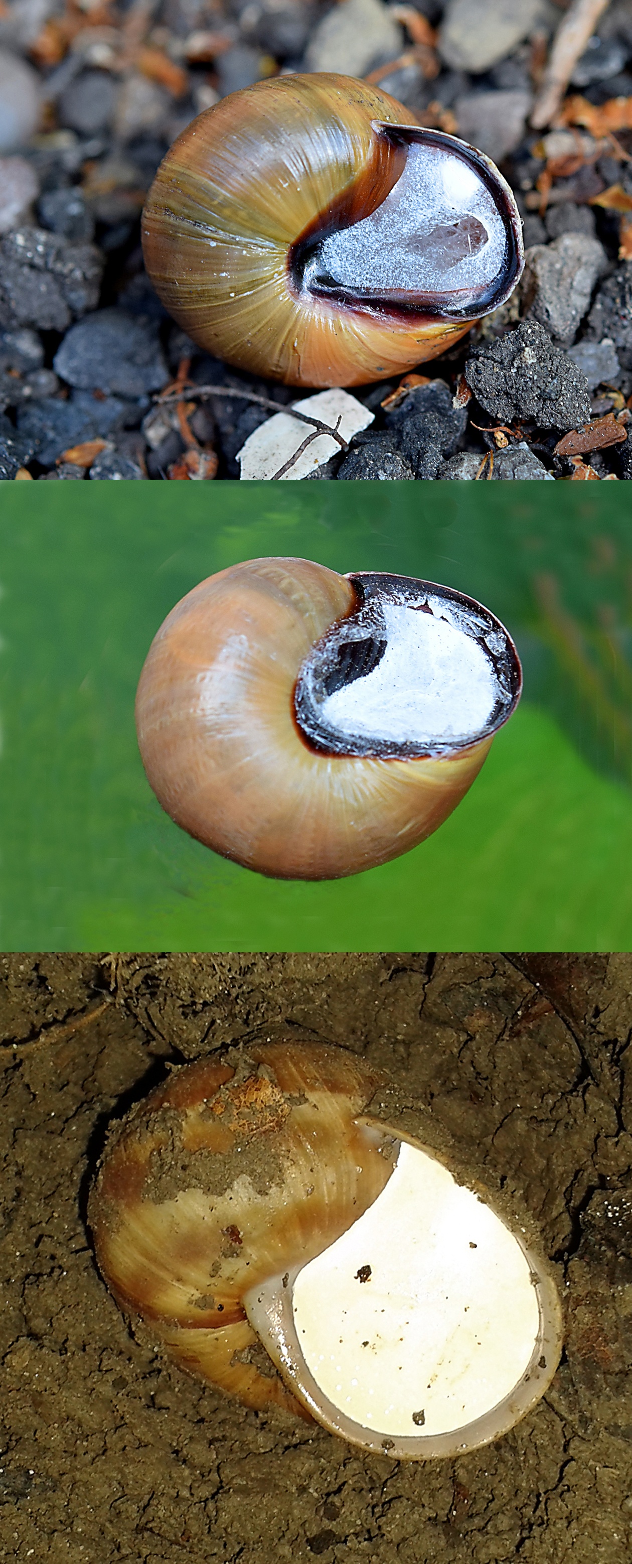 How do snails deal with winter?