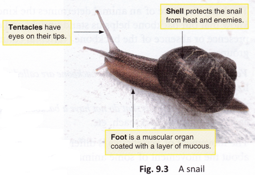 How do snails move their feet?