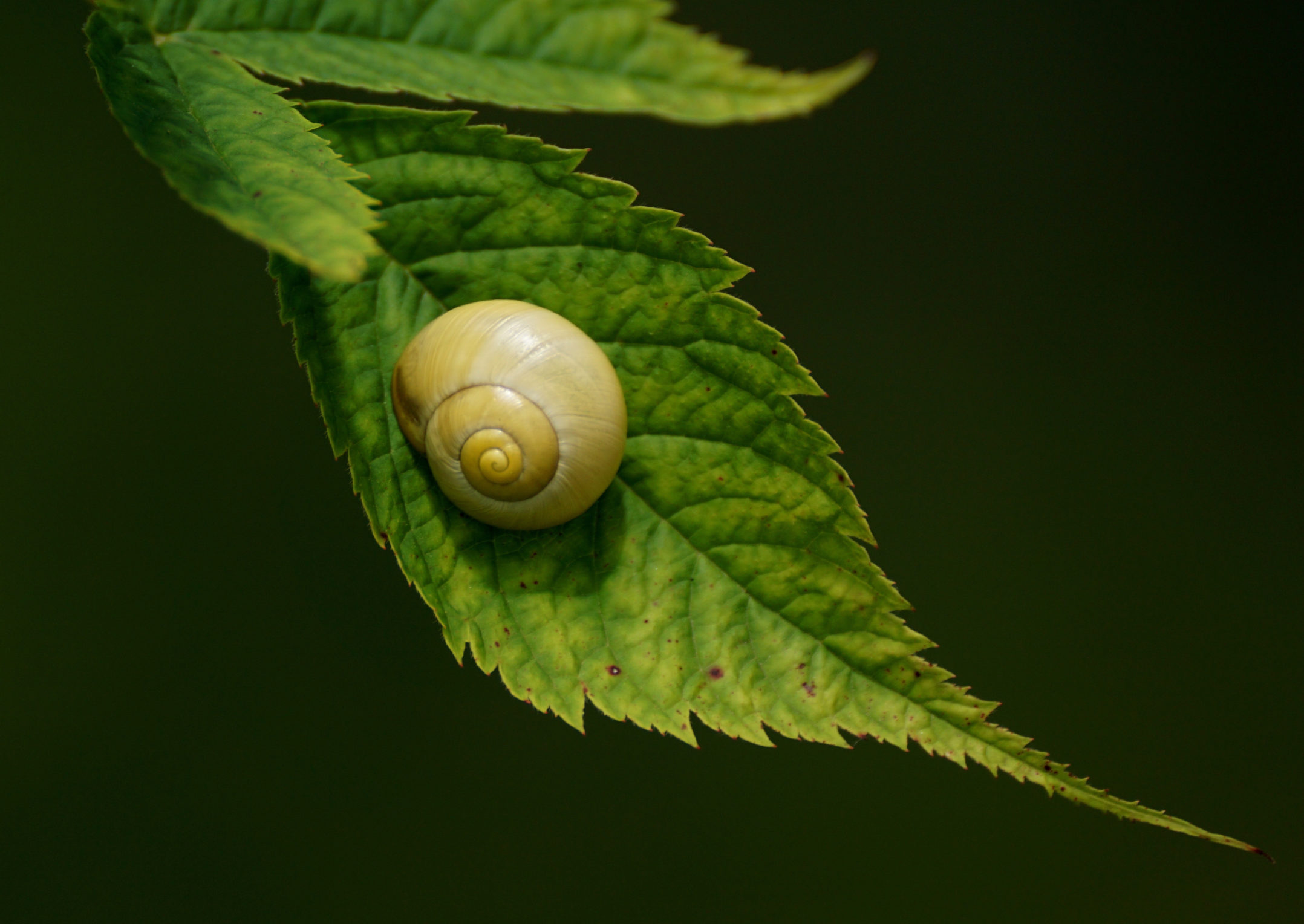 How do snails seal themselves in?