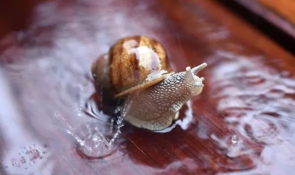How do snails survive in the rain?
