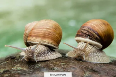 How do snails survive in very cold places?