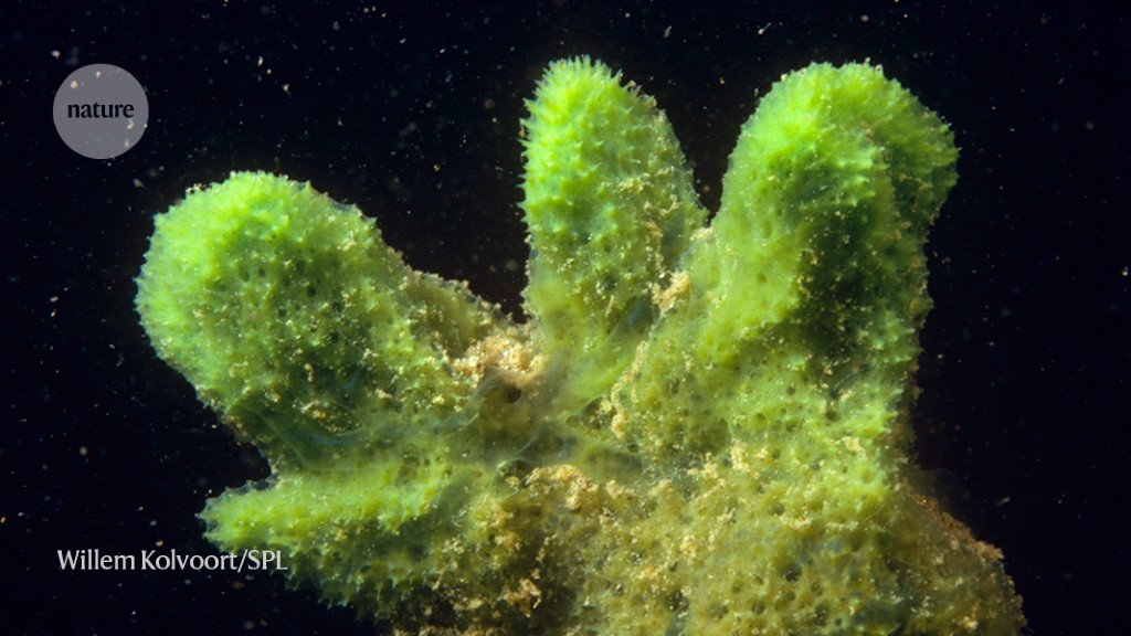 How do sponges communicate with each other?