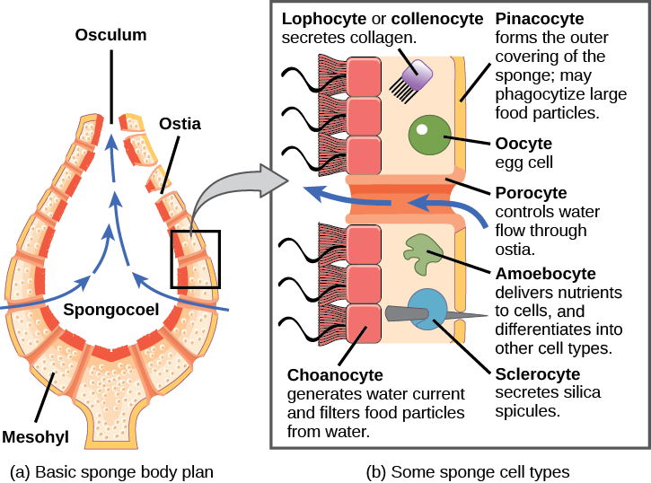 How do sponges coordinate their body functions?