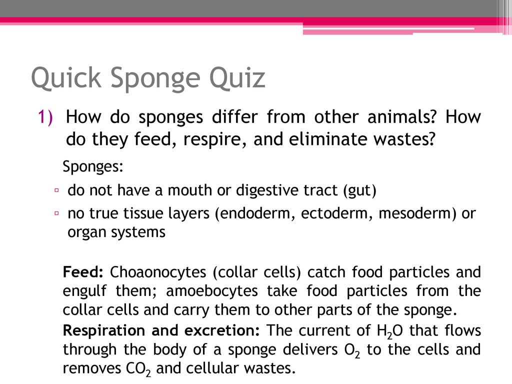 How do sponges differ from all other animals?