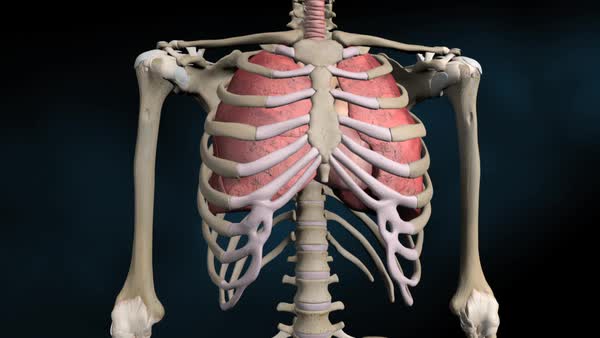 How do the ribs protect the heart and lungs?