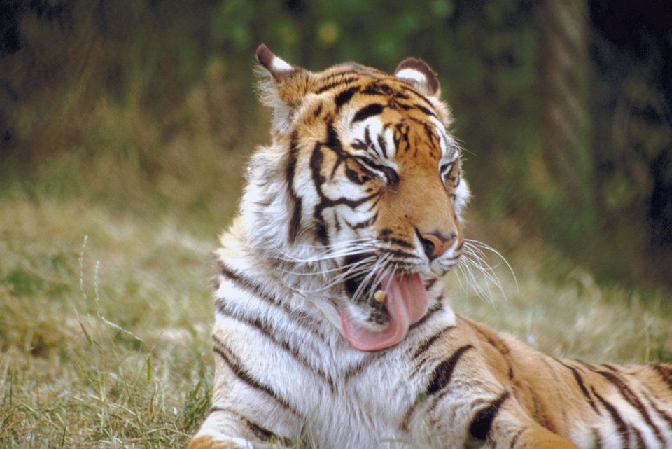 How do Tigers groom themselves?