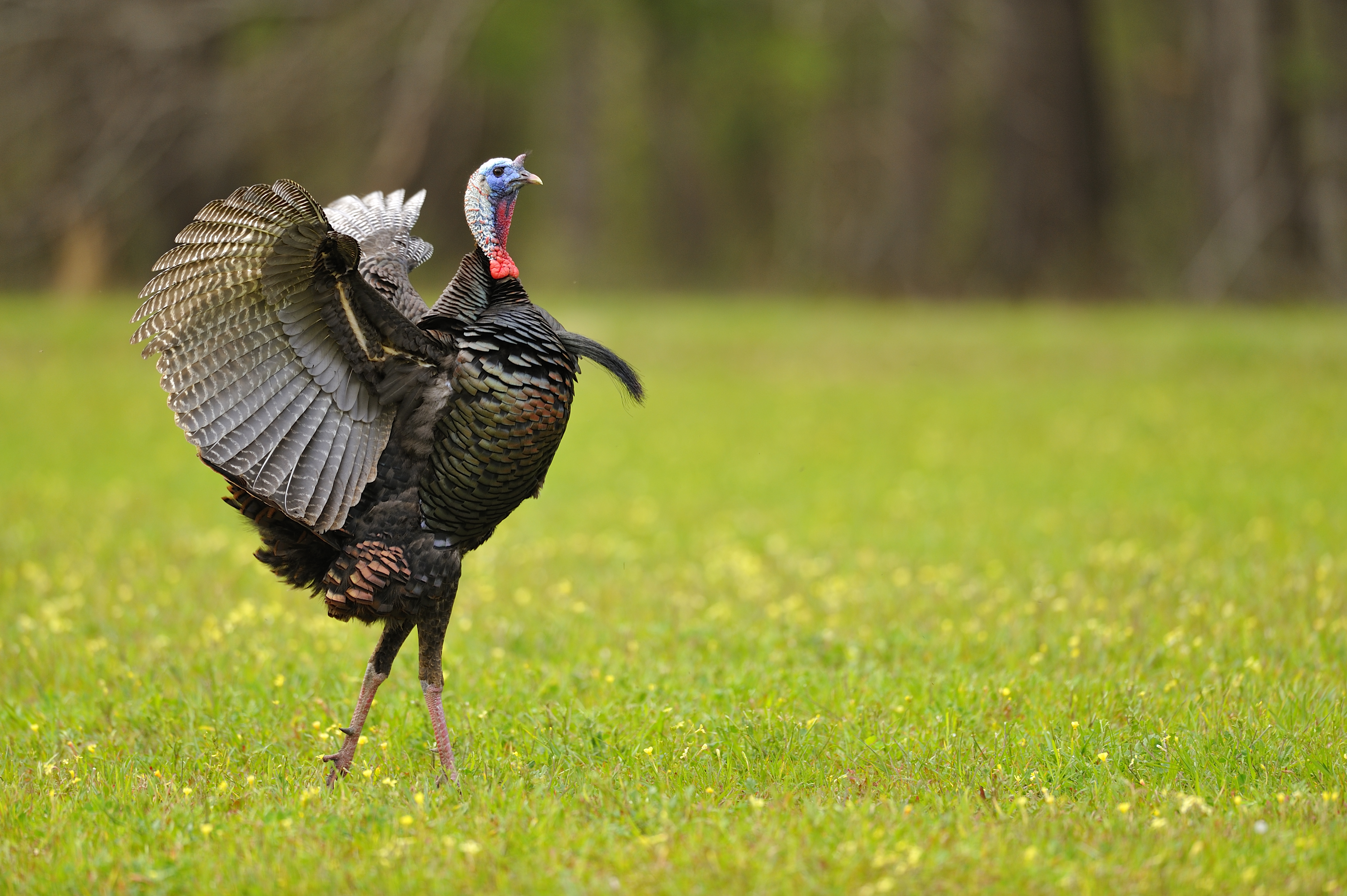 How do turkeys interact with each other?