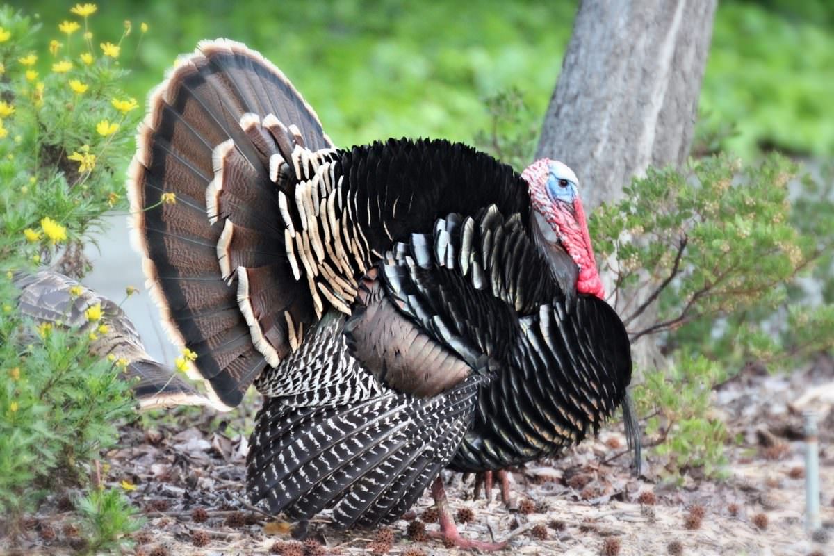 How do turkeys recognise each other?