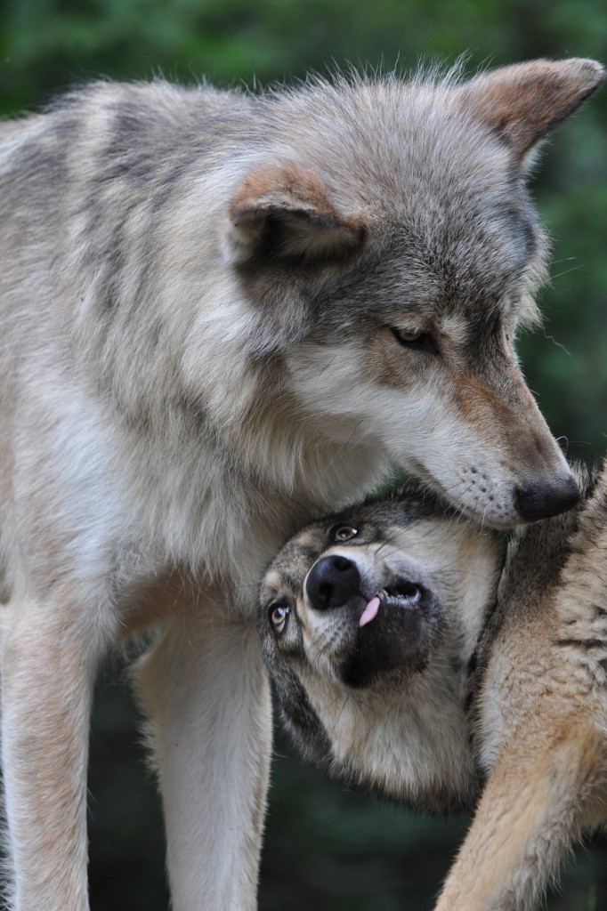 How do wolves communicate with each other?