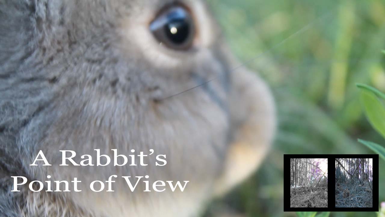 How do you check a rabbit's eyesight?