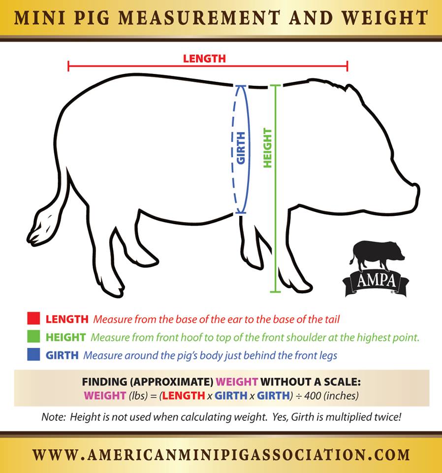 How do you estimate the size of a pig?
