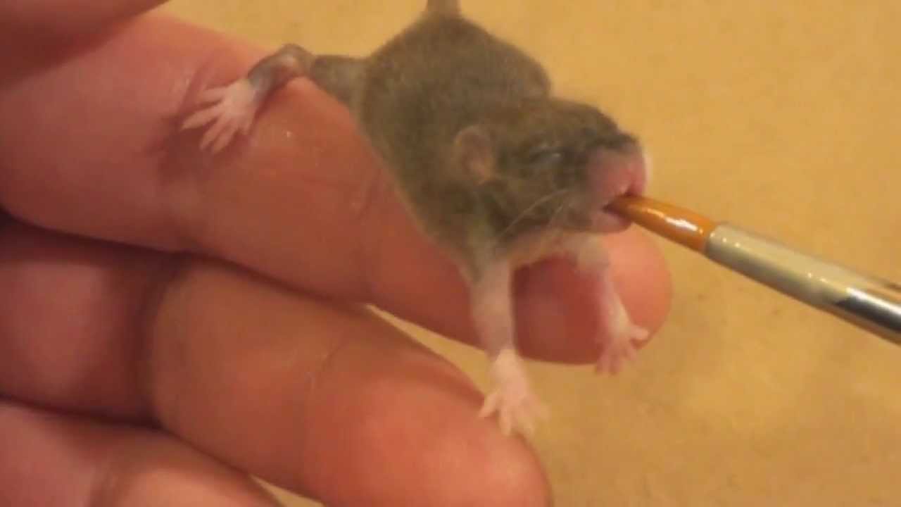 How do you feed a baby mouse?