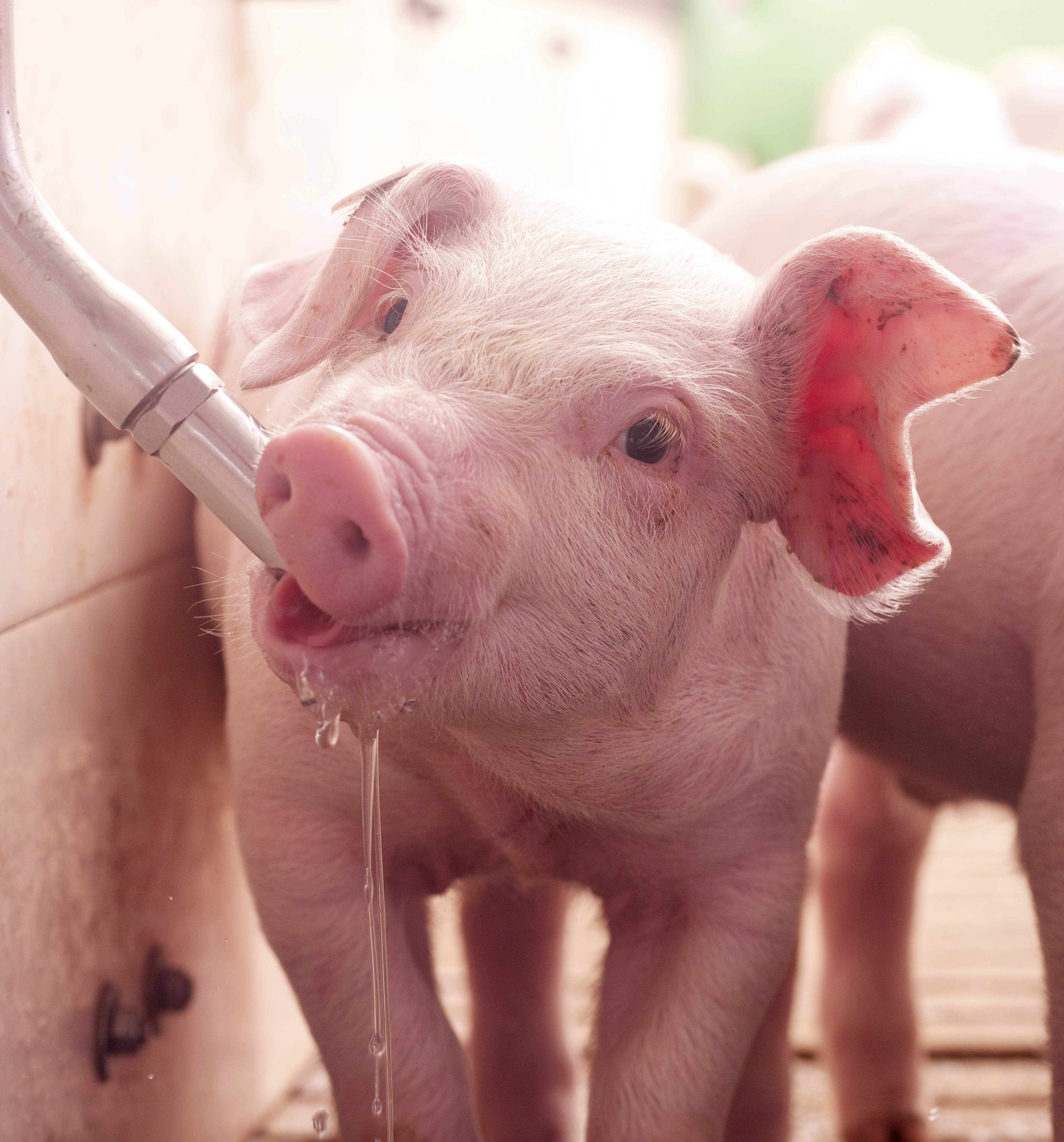 How do you get a pig to drink water?