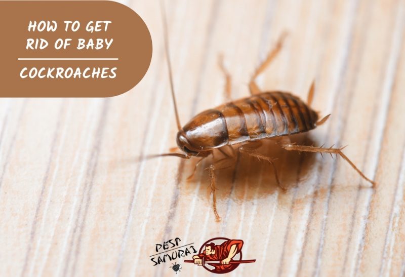 How do you get rid of baby roaches in the House?