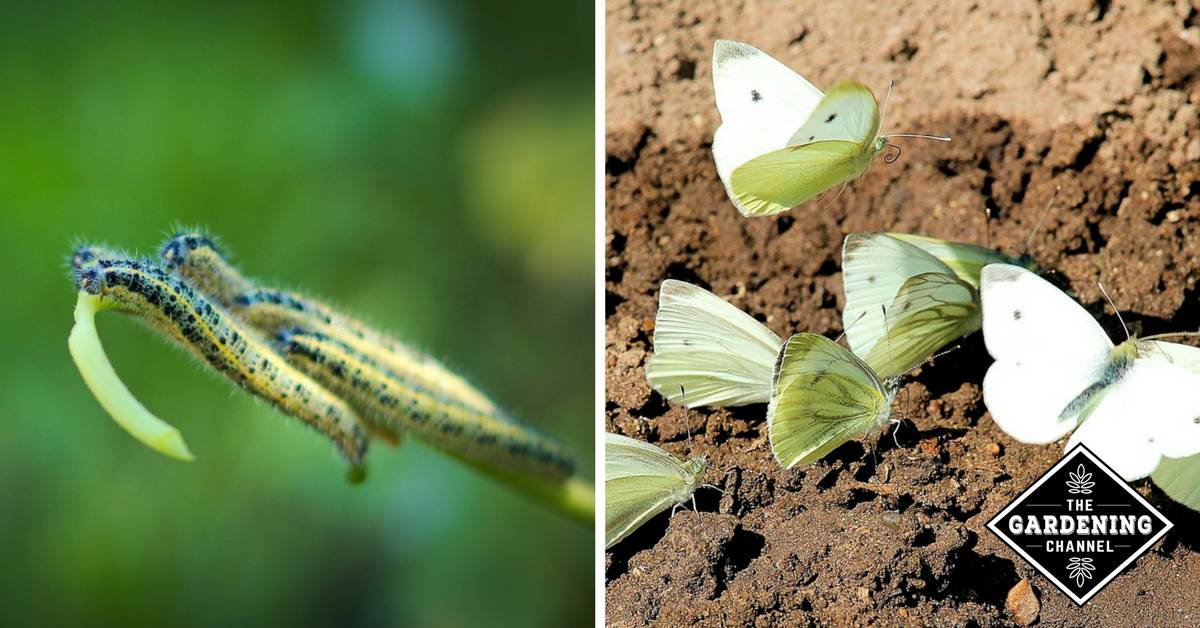 How do you get rid of cabbage white butterflies?