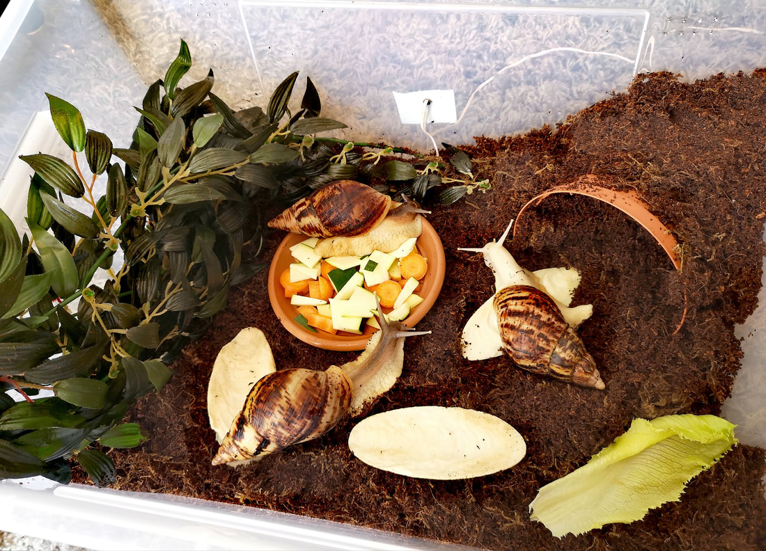 How do you heat a snail terrarium?