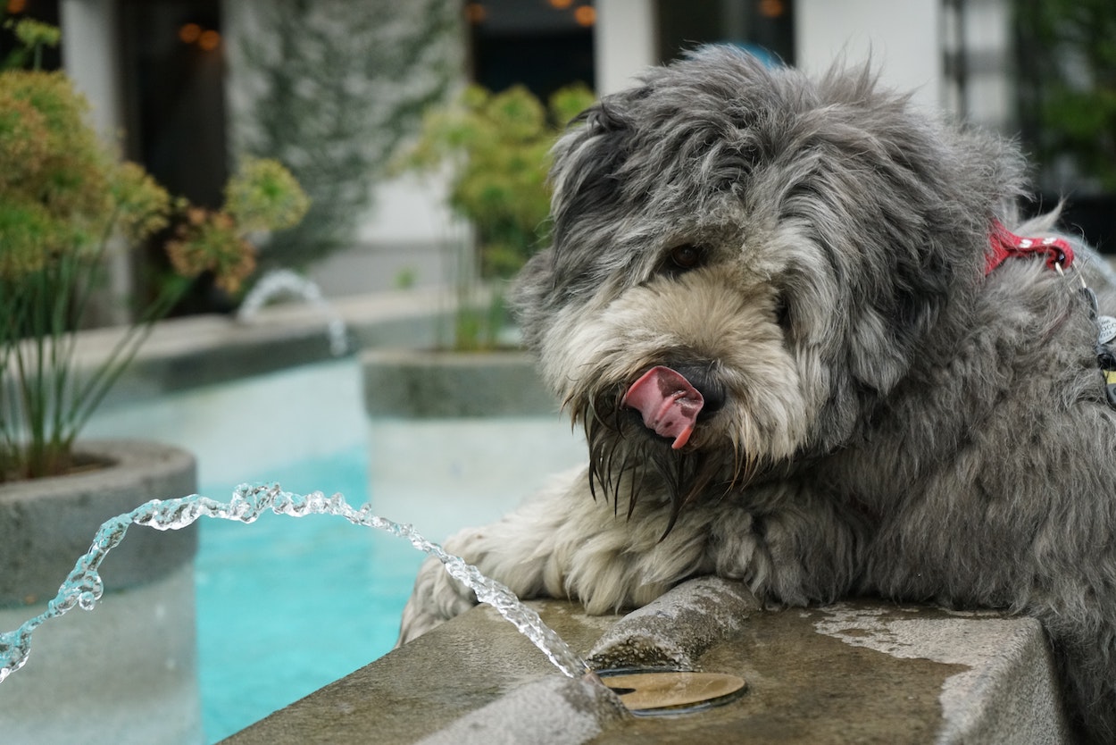 How do you hydrate a dog that won't drink?