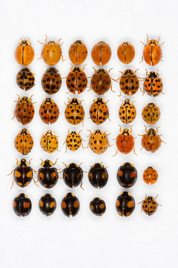 How do you identify a ladybug?
