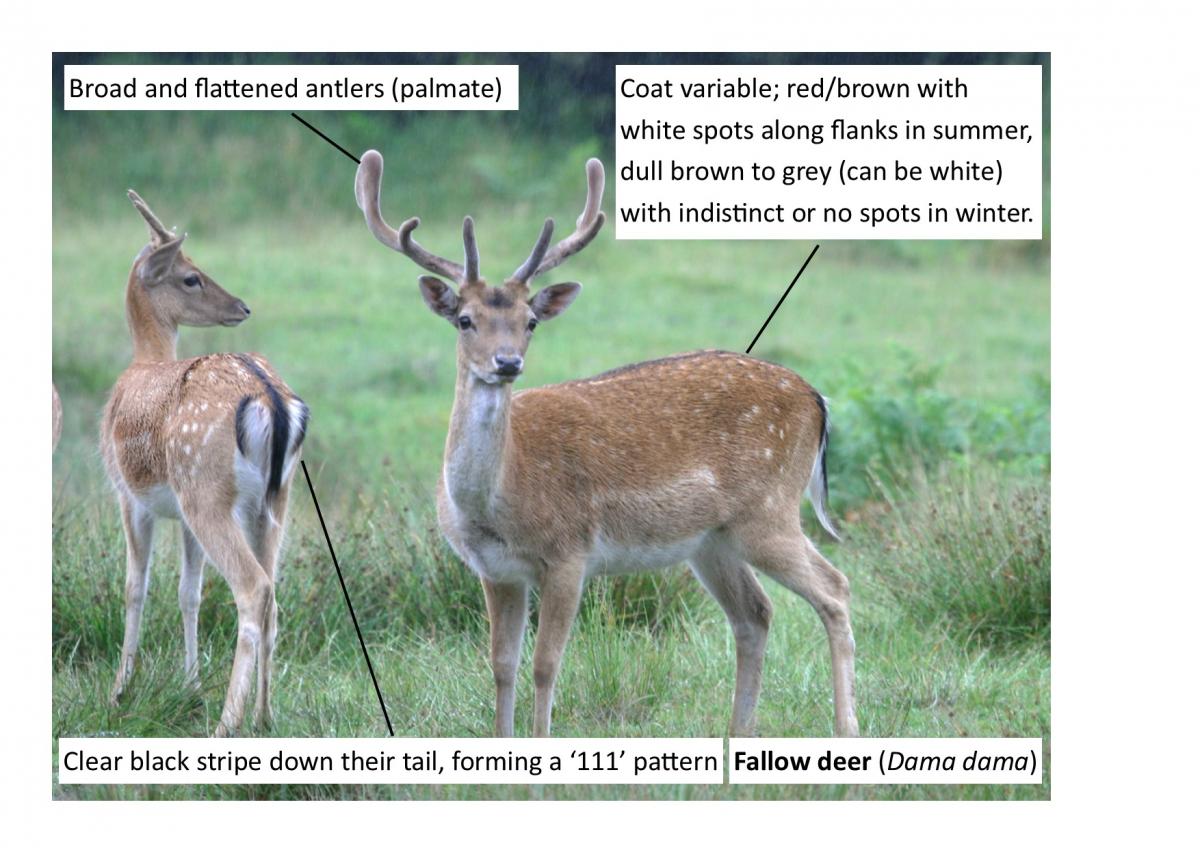 How do you identify a Sika deer?