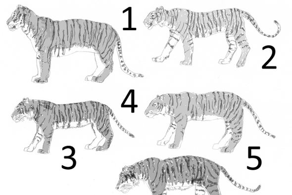 How do you identify a subspecies of a tiger?