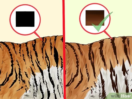 How do you identify a tiger?