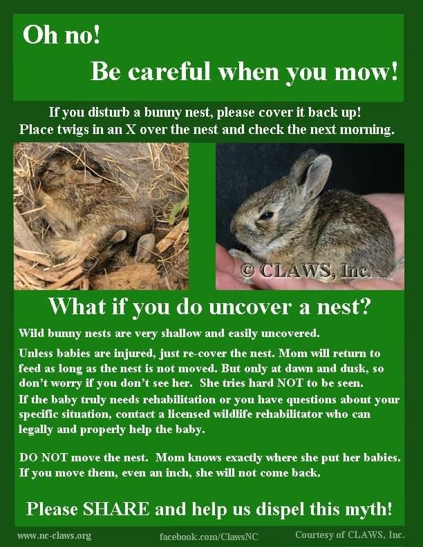 How do you know if a baby rabbit has abandoned its nest?