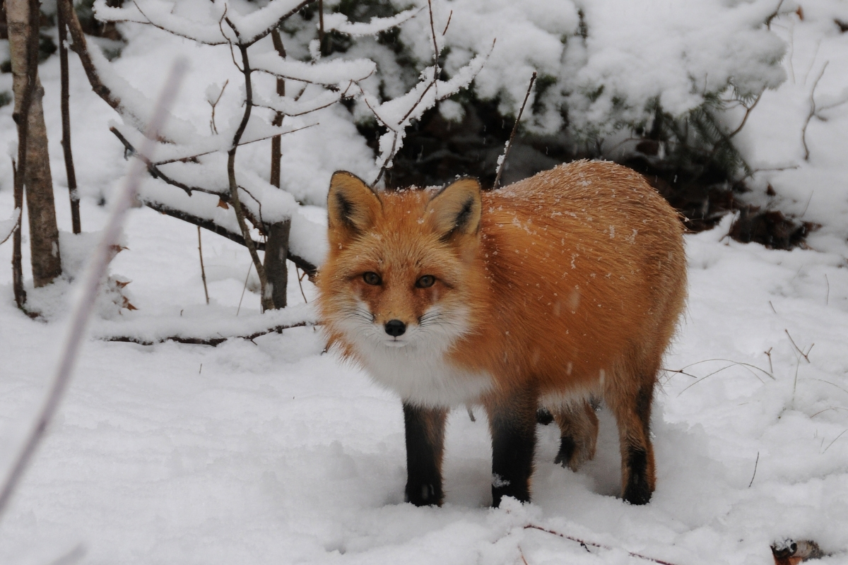 How do you know if a fox is pregnant?